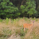 Illustration for article titled I am the deer whisperer